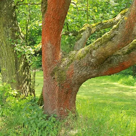 Biohof Buschmuehle Konigsfeld (Mittelsachsen)