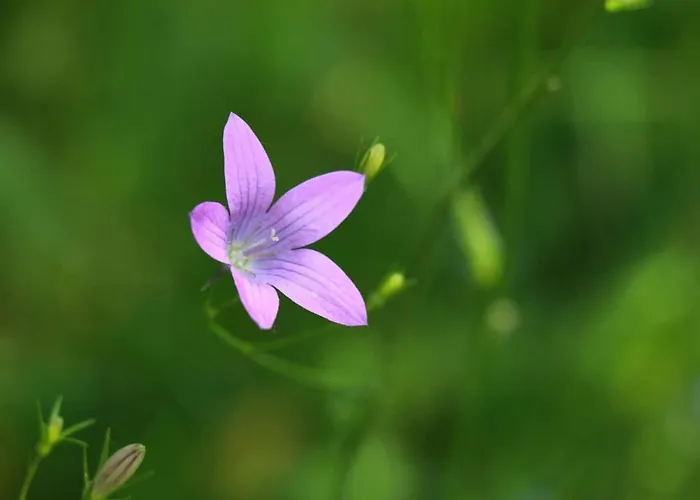 Biohof Buschmuehle Daire